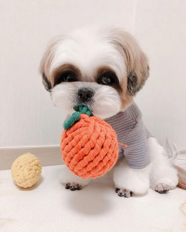 迪士尼动画里的小狗狗呀!真是好可爱!