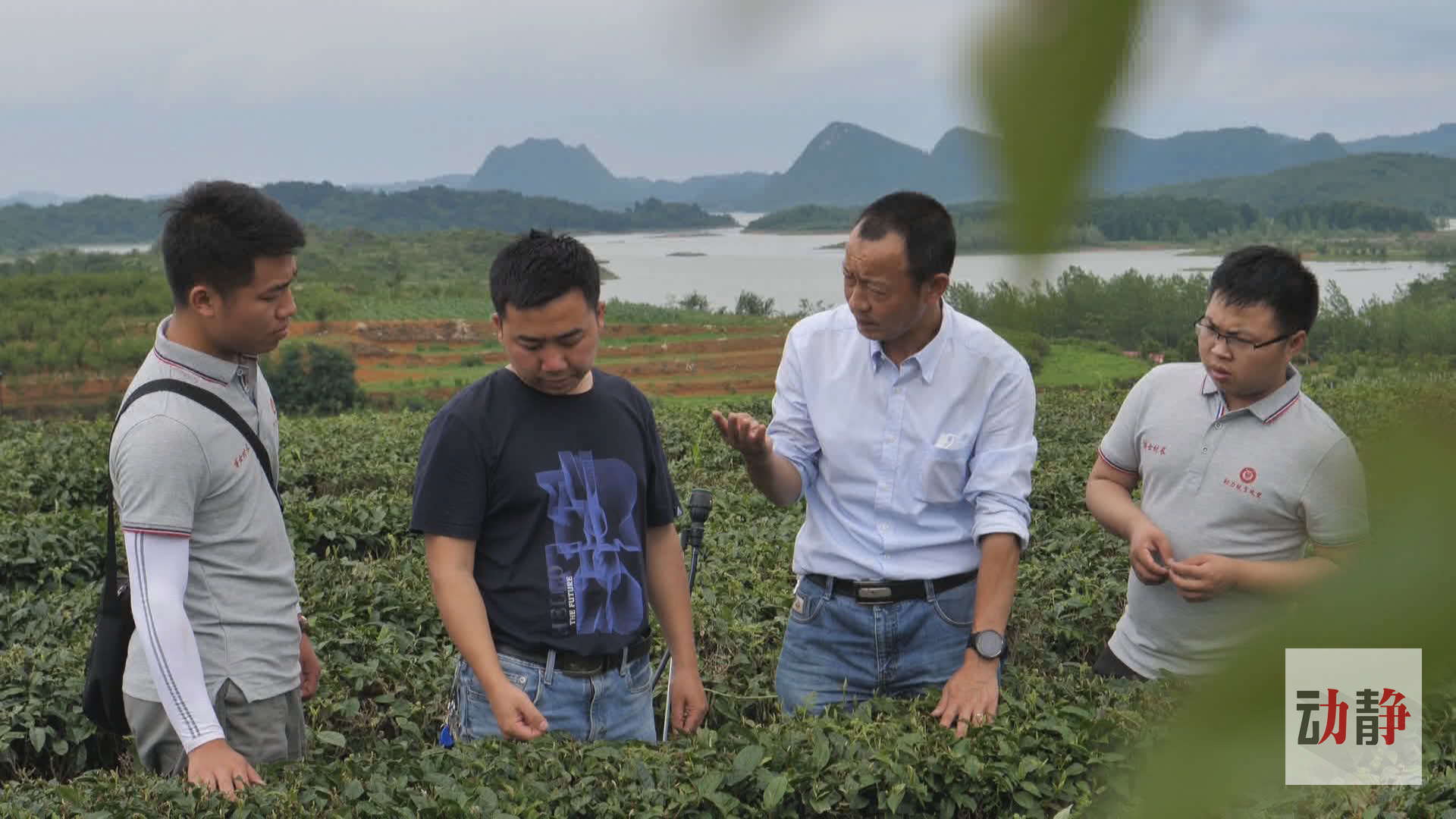 全面推广茶园绿色防控技术体系,贵州茶的未来更可期!