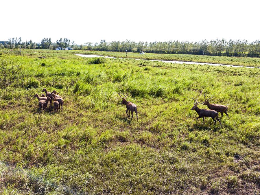 这是8月7日在东洞庭湖麋鹿和鸟类救治避难中心拍摄的麋鹿（无人机照片）。新华社记者 李鑫 摄