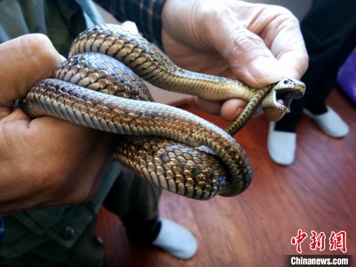 在白玉县发现的四川温泉蛇。　白玉县融媒体中心提供 摄