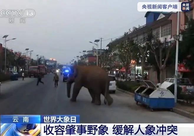 云南,与亚洲象同行