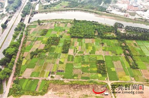 东莞市农业农村局开展农村人居环境整治工作督导