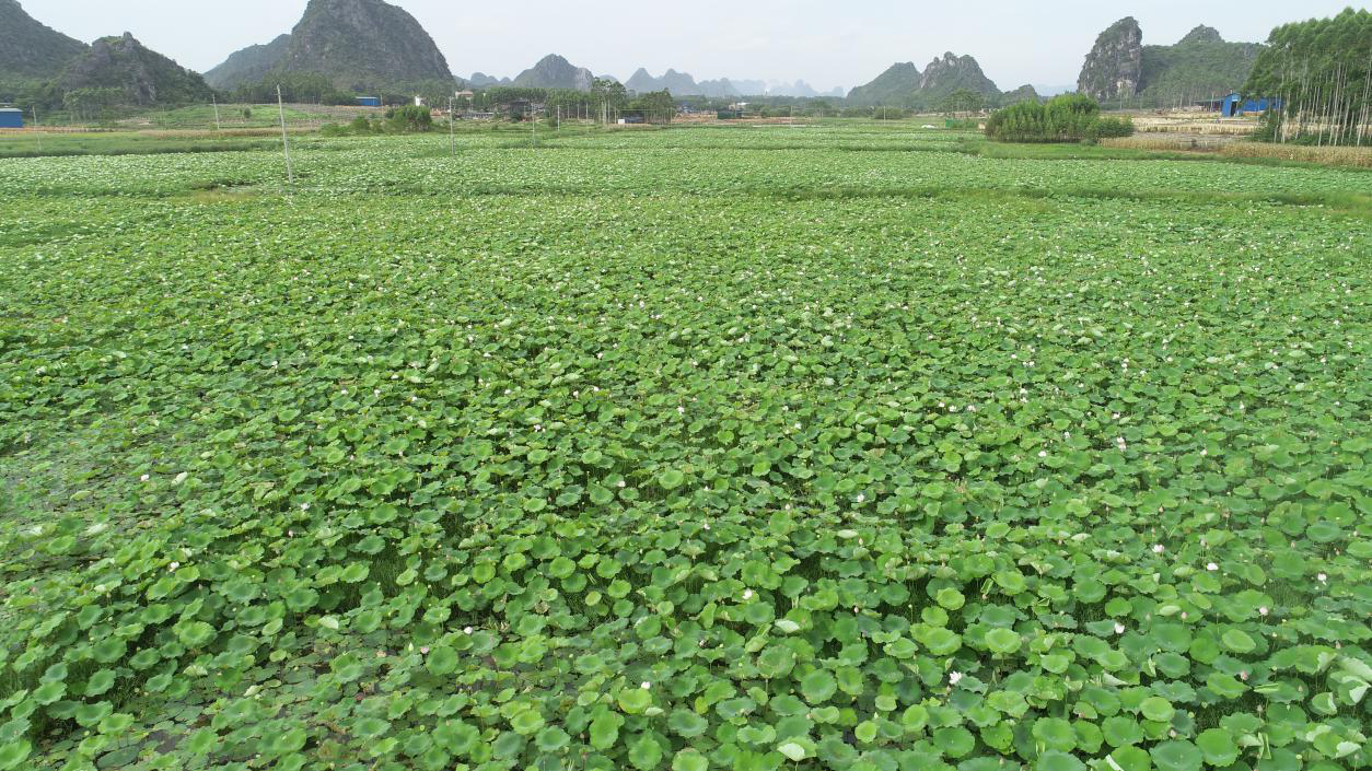 贵港覃塘的gdp_广西贵港各区县市2020年GDP出炉 覃塘区名义增速最快(2)