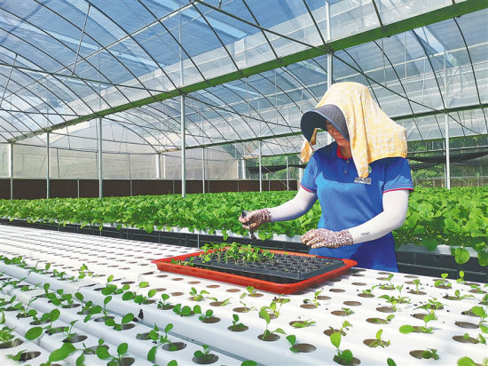 琼中引进水培蔬菜产业带动273户贫困户抱团增收