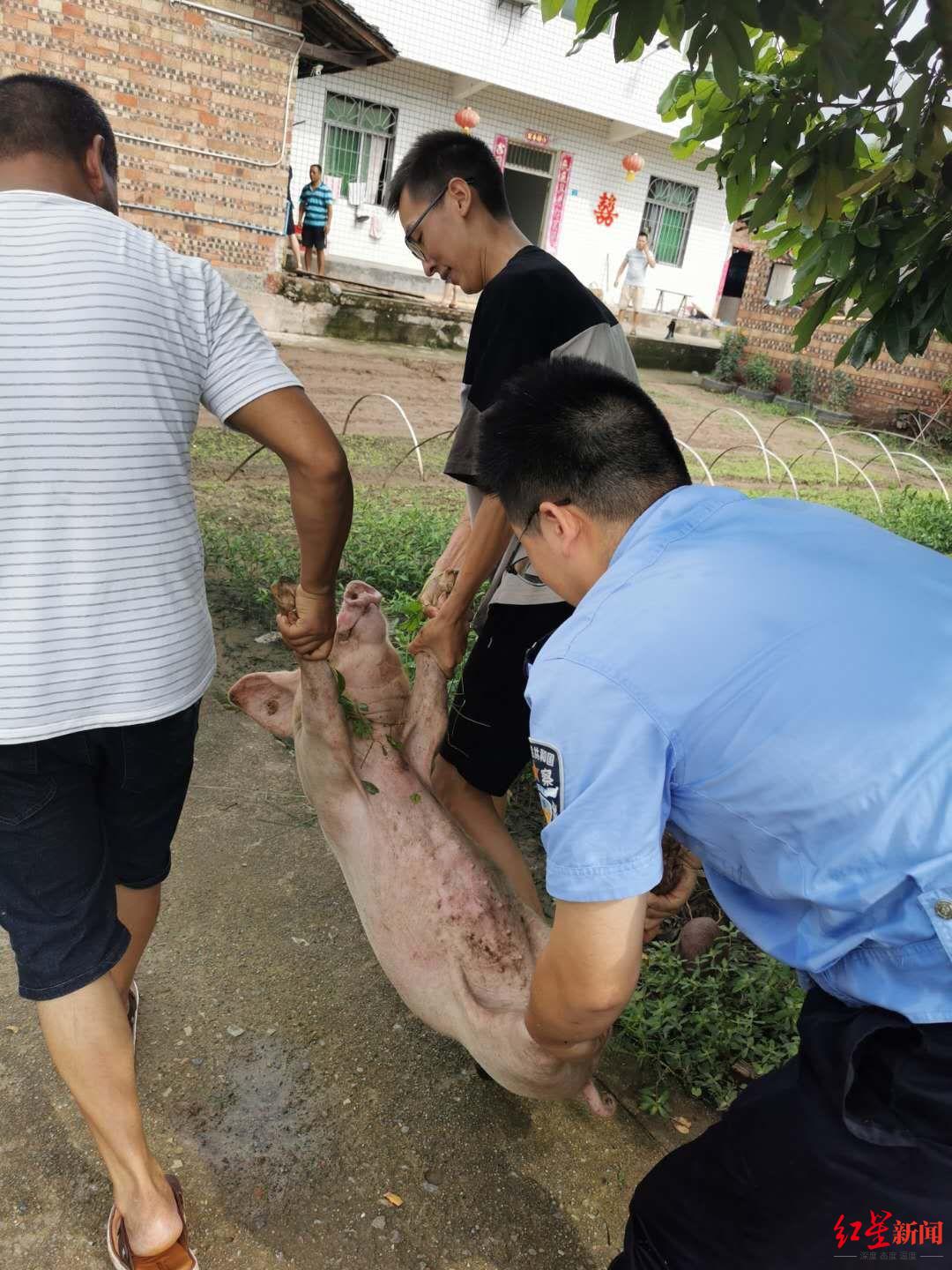 洪水猛涨猪仔遇险 民警抱猪照走红 当事人:赶不走的鸡鸭鹅也得抱
