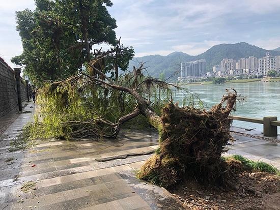 还记得被洪水淹没的白沙亭吗?现在正在恢复中,建德市的公园和绿地又焕然一新了