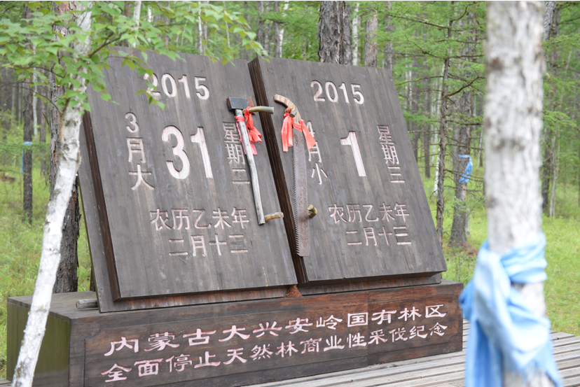 内蒙古根河市乌力库玛林场的停伐纪念基地，最后砍伐的一棵树。(中国日报网 赵诗悦/摄)
