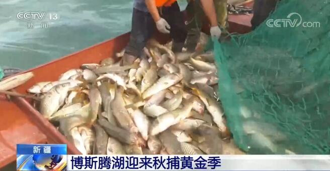 新疆博斯腾湖迎来秋捕黄金季 绿色通道助力渔民增收