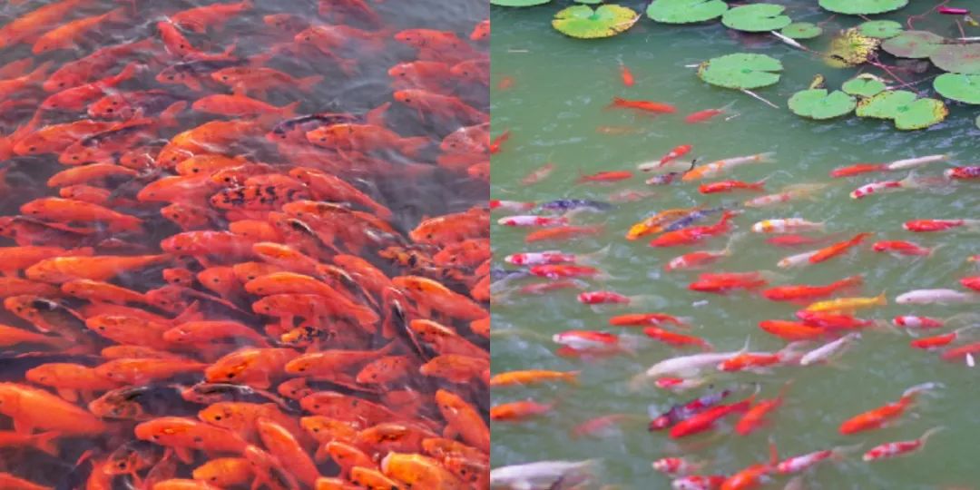不孤不孤不孤...浙师专属七夕情书,拼出爱你的模样!