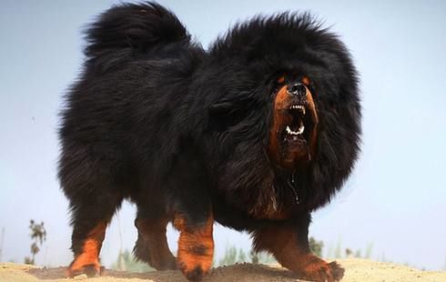 女子家属回应被藏獒吓撞车获赔100多万:狗主人至今未道歉休闲区蓝鸢梦想 - Www.slyday.coM 女子家属回应被藏獒吓撞车获赔100多万:狗主人至今未道歉休闲区蓝鸢梦想 - Www.slyday.coM