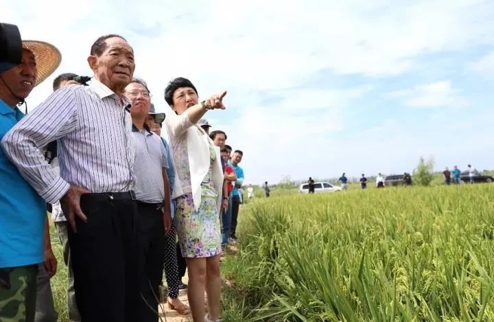 今天是袁隆平90岁生日,这或许是送给他最好的生日礼物