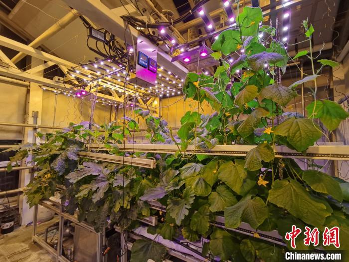 在南极,绿叶蔬菜只能靠自己种植。受访者供图