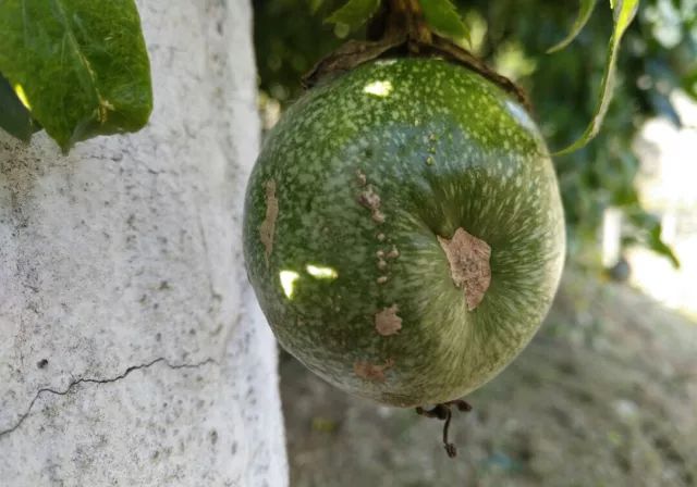 百香果畸形原因汇总(收藏版)
