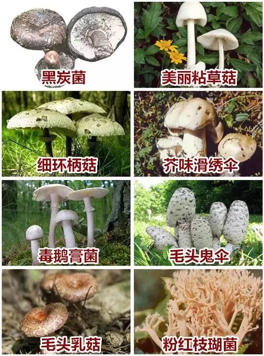 云南吃野生菌中毒死亡人数超过新冠!赶紧收好这份毒蘑菇鉴别大全