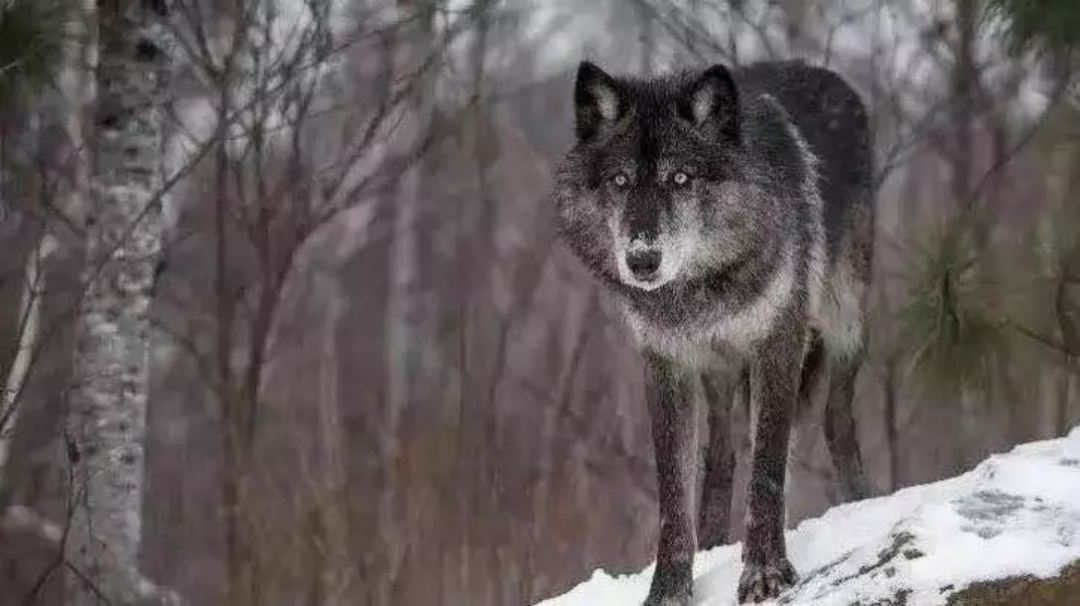 孙俪李佳琦罕见同框背后：这些刷爆朋友圈的照片