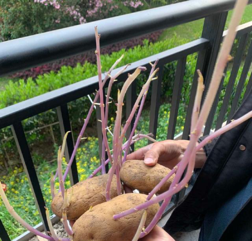 8个月后回宿舍发现厕所长出辣椒,网友:莫不是遗腹籽?休闲区蓝鸢梦想 - Www.slyday.coM 8个月后回宿舍发现厕所长出辣椒,网友:莫不是遗腹籽?休闲区蓝鸢梦想 - Www.slyday.coM