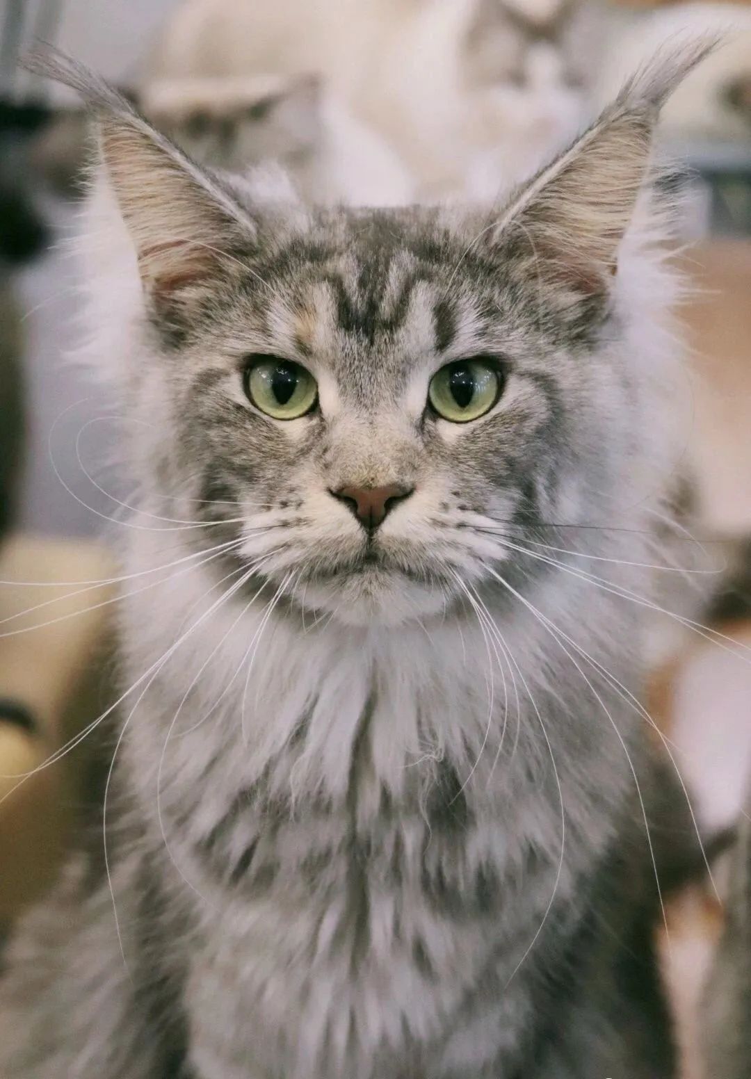 像易烊千玺的缅因猫