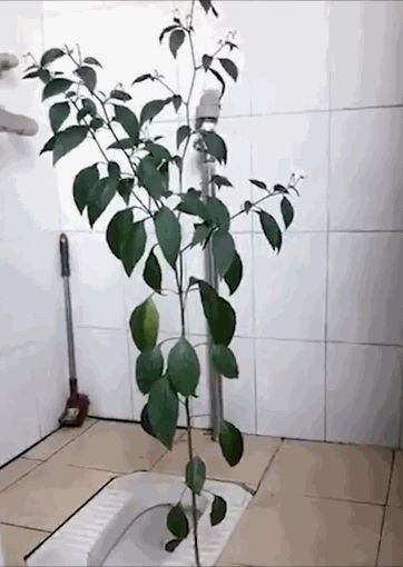 8个月后回宿舍发现厕所长出辣椒,网友:莫不是遗腹籽?休闲区蓝鸢梦想 - Www.slyday.coM 8个月后回宿舍发现厕所长出辣椒,网友:莫不是遗腹籽?休闲区蓝鸢梦想 - Www.slyday.coM