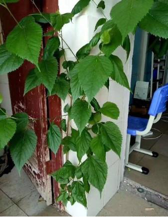 8个月后回宿舍发现厕所长出辣椒,网友:莫不是遗腹籽?休闲区蓝鸢梦想 - Www.slyday.coM 8个月后回宿舍发现厕所长出辣椒,网友:莫不是遗腹籽?休闲区蓝鸢梦想 - Www.slyday.coM