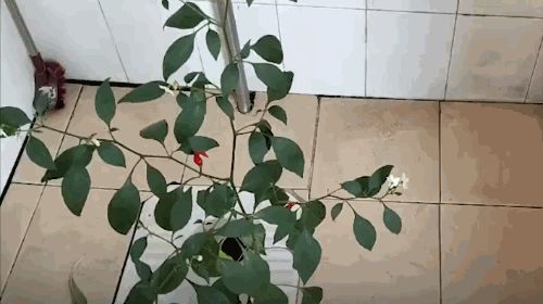 8个月后回宿舍发现厕所长出辣椒,网友:莫不是遗腹籽?休闲区蓝鸢梦想 - Www.slyday.coM 8个月后回宿舍发现厕所长出辣椒,网友:莫不是遗腹籽?休闲区蓝鸢梦想 - Www.slyday.coM