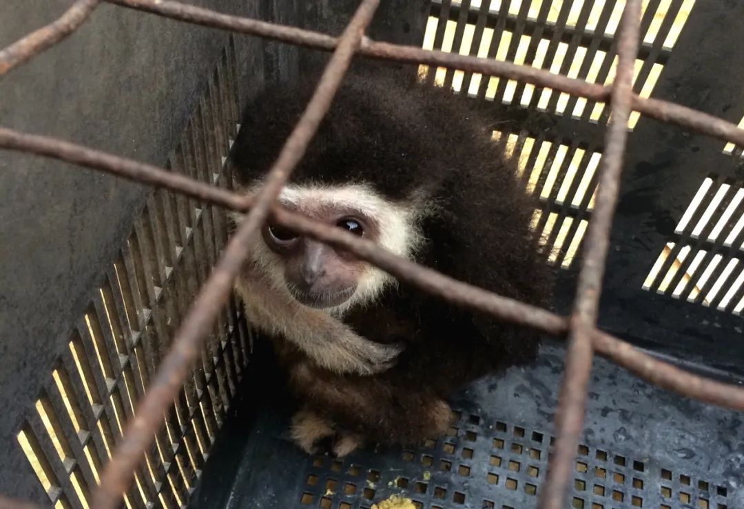 这些歌声给它们埋下了巨大的安全隐患,偷猎者顺着鸣叫声寻找长臂猿幼