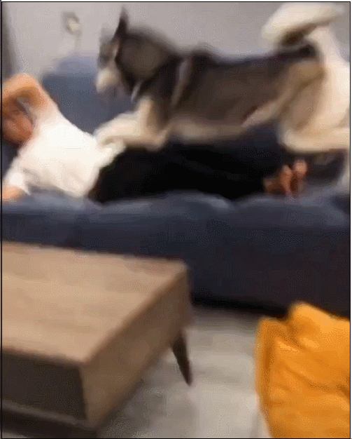 主人沙发上睡觉,突然被二哈扑了个满面,网友:流浪狗套餐安排上