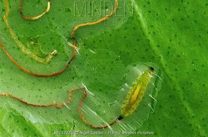 柑橘秋梢期潜叶蛾没防住?当心新梢变废梢!