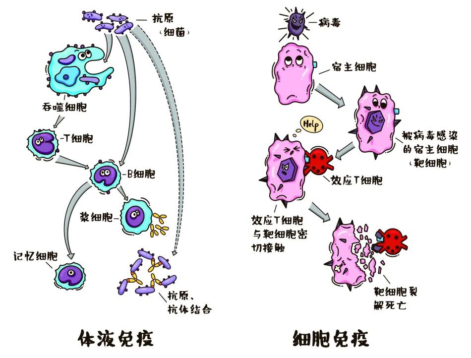 免疫对机体是 新浪（移动端）