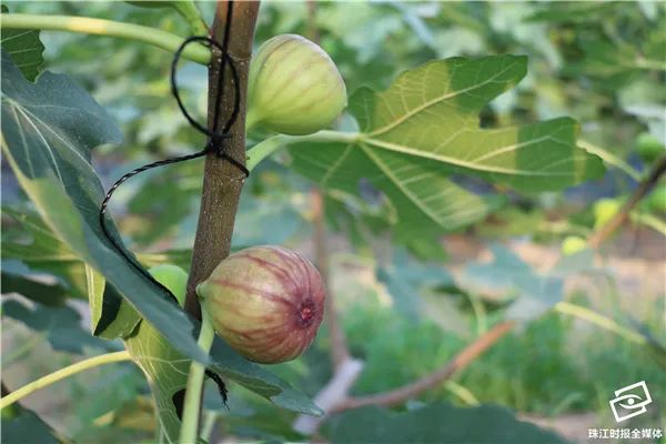 花海、古村、美食……这个华南地区新晋网红景点,就藏在南海