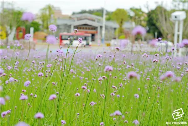 花海、古村、美食……这个华南地区新晋网红景点,就藏在南海