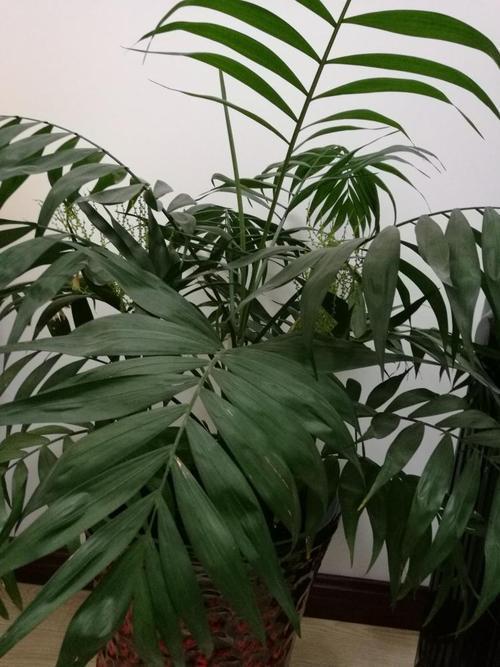 这几种绿植太像了,都要细长叶片,长势高大造型相似,你分得清吗