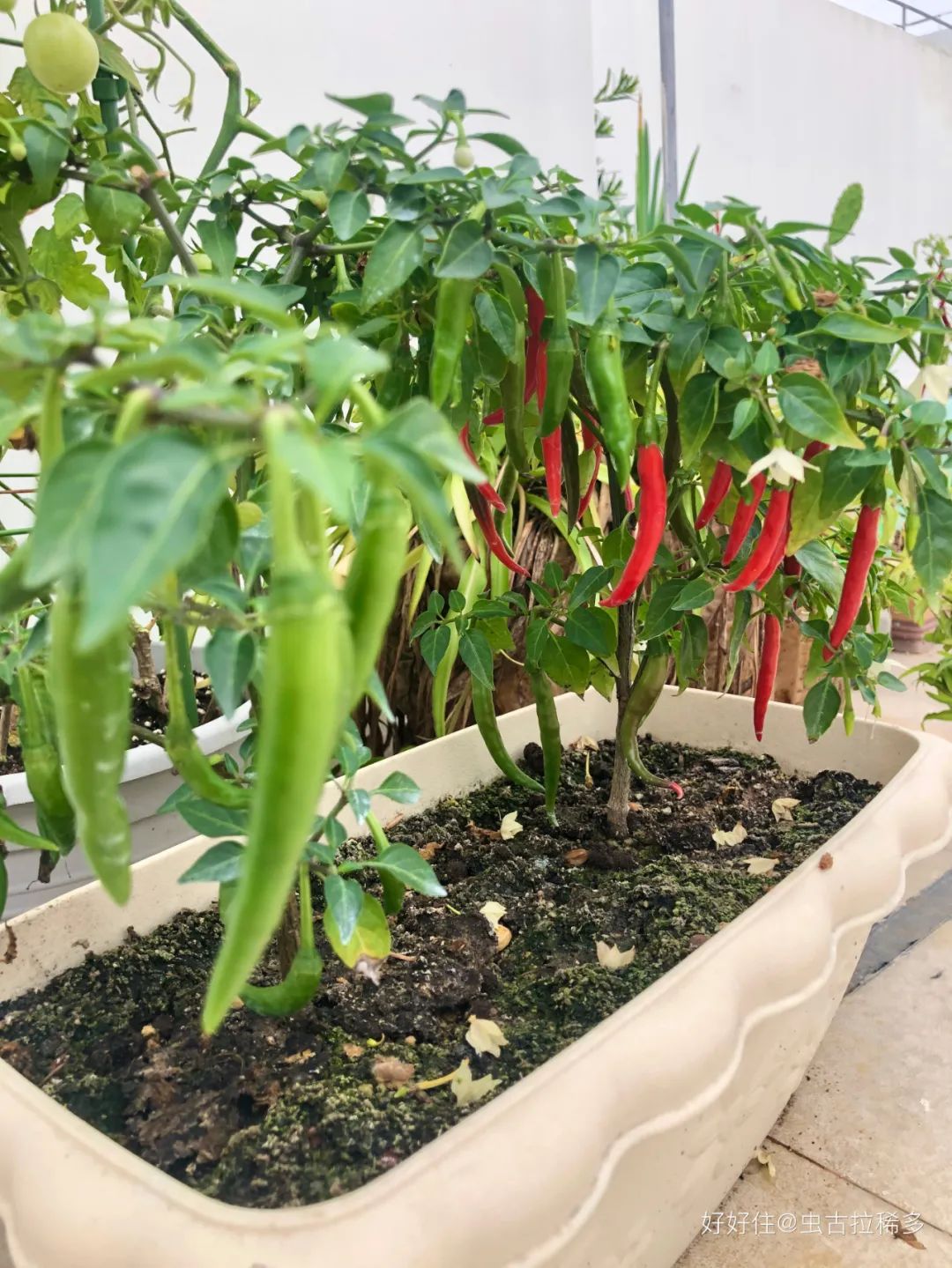 2米阳台,竟能种出15种菜!这些年轻人都是当代陶渊明!