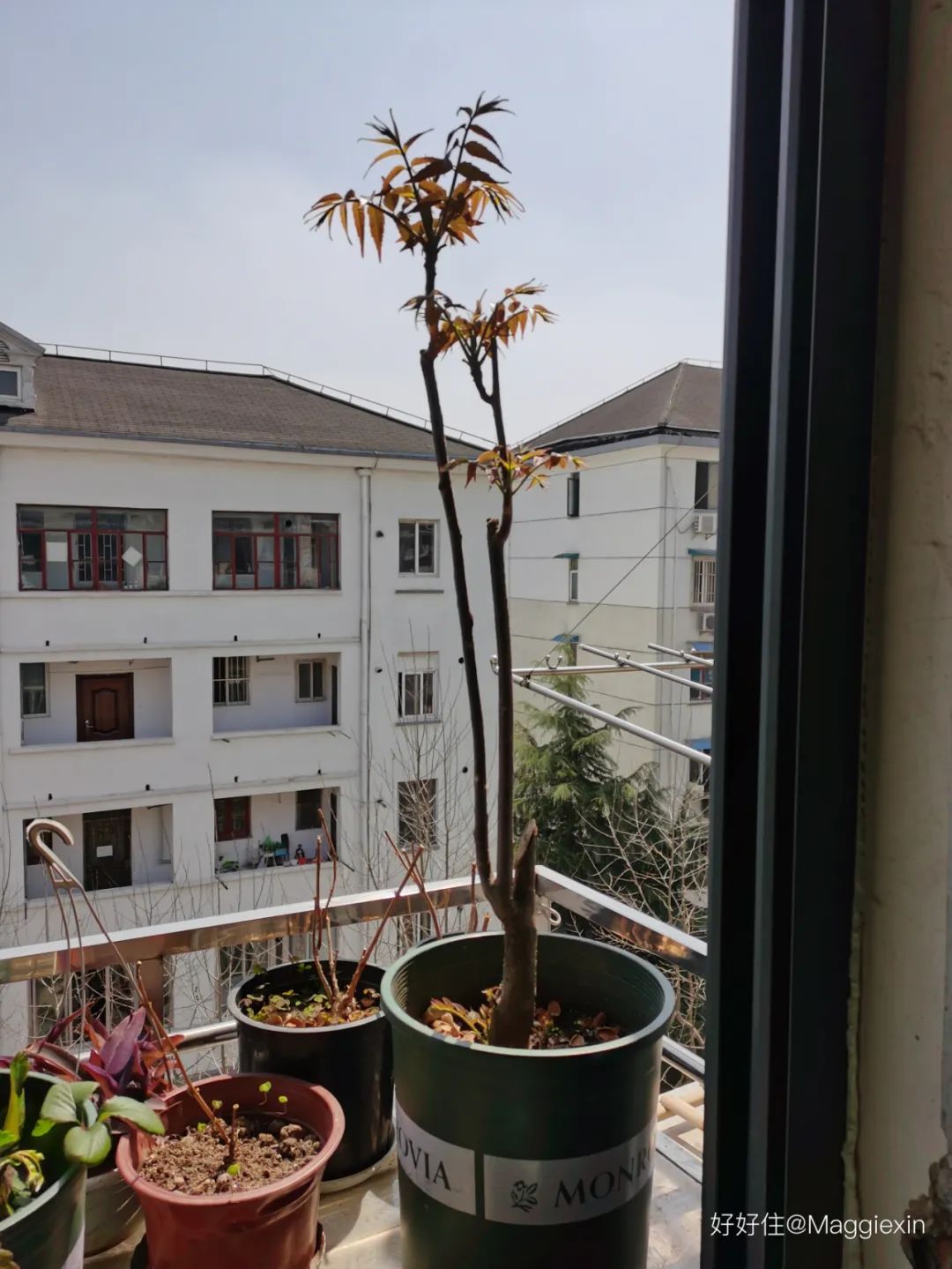 2米阳台,竟能种出15种菜!这些年轻人都是当代陶渊明!