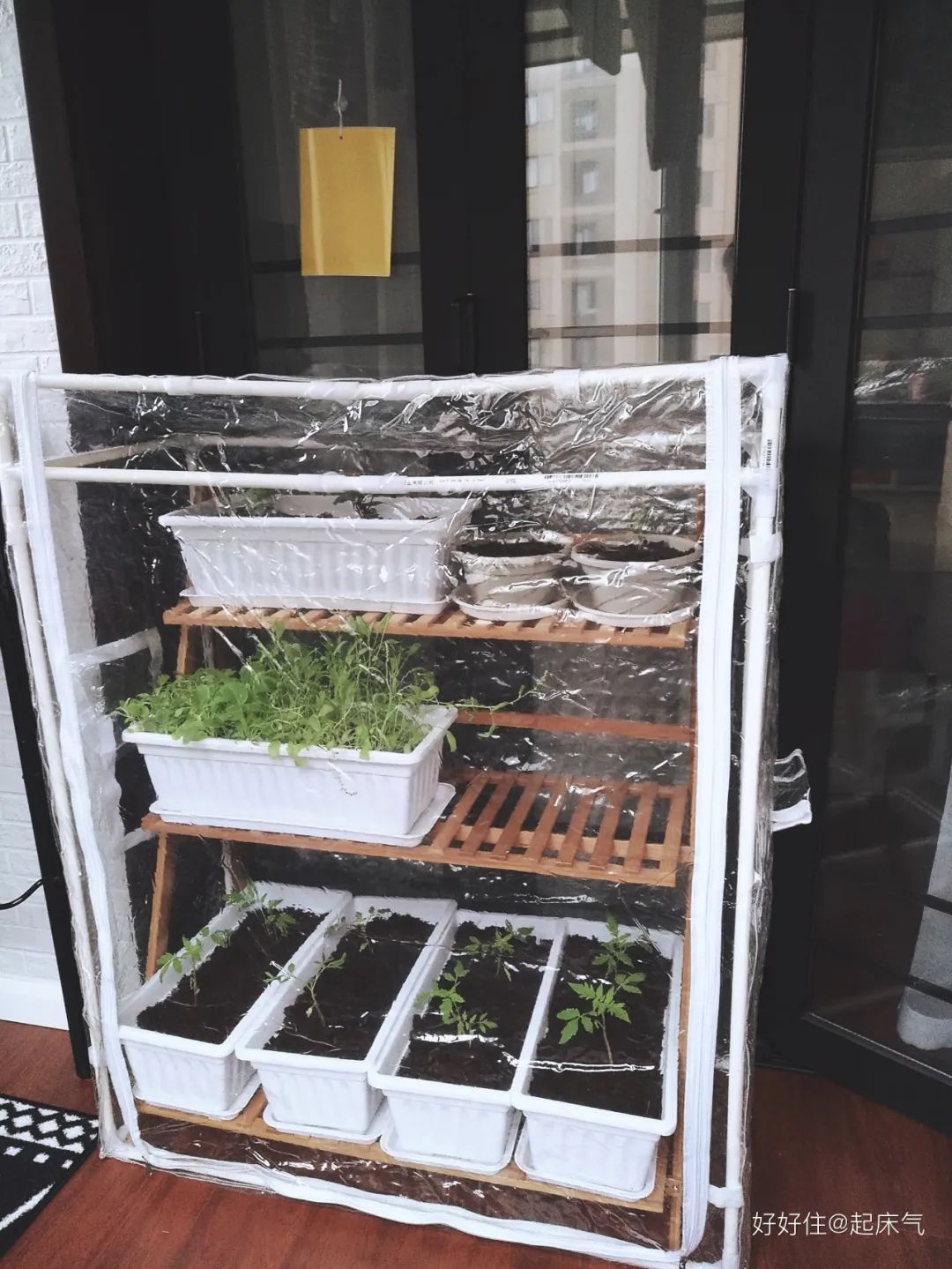 2米阳台,竟能种出15种菜!这些年轻人都是当代陶渊明!