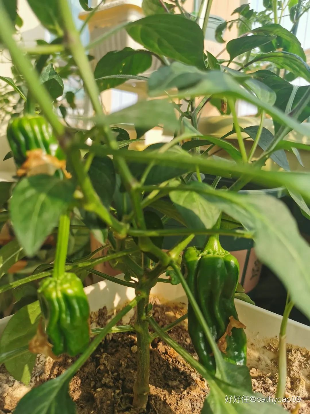 2米阳台,竟能种出15种菜!这些年轻人都是当代陶渊明!
