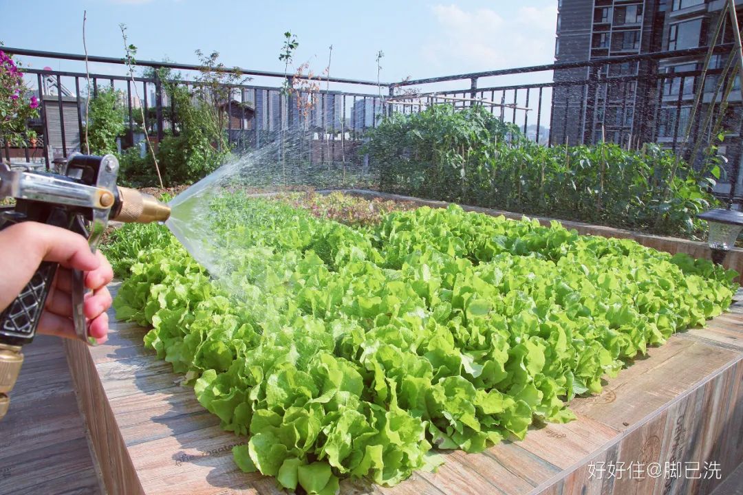 2米阳台,竟能种出15种菜!这些年轻人都是当代陶渊明!