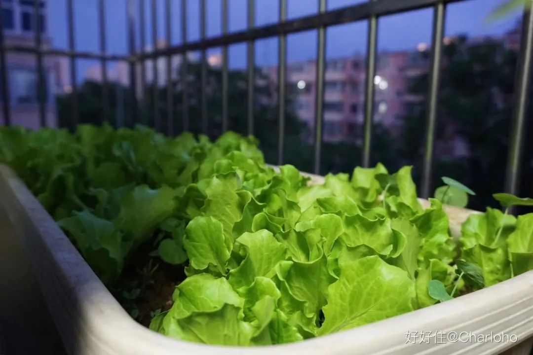2米阳台,竟能种出15种菜!这些年轻人都是当代陶渊明!