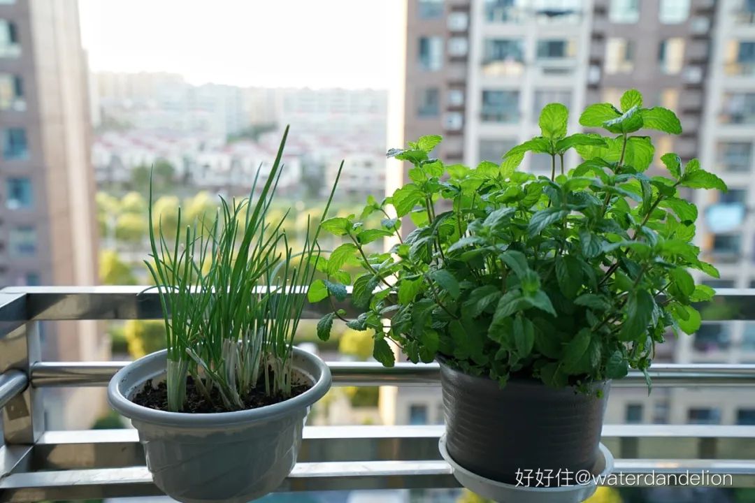 2米阳台,竟能种出15种菜!这些年轻人都是当代陶渊明!