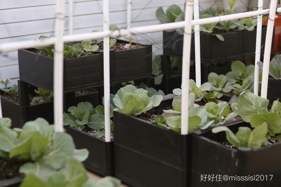 2米阳台,竟能种出15种菜!这些年轻人都是当代陶渊明!