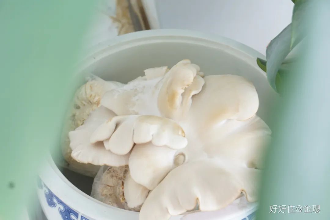 2米阳台,竟能种出15种菜!这些年轻人都是当代陶渊明!