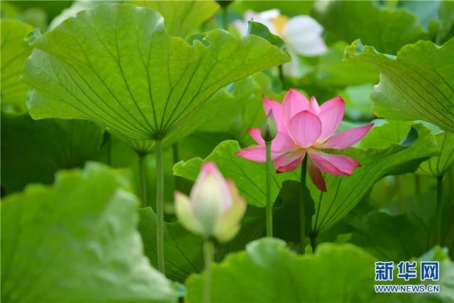 这里凉快来这里待着!昆明丽江大理荣登避暑城市榜