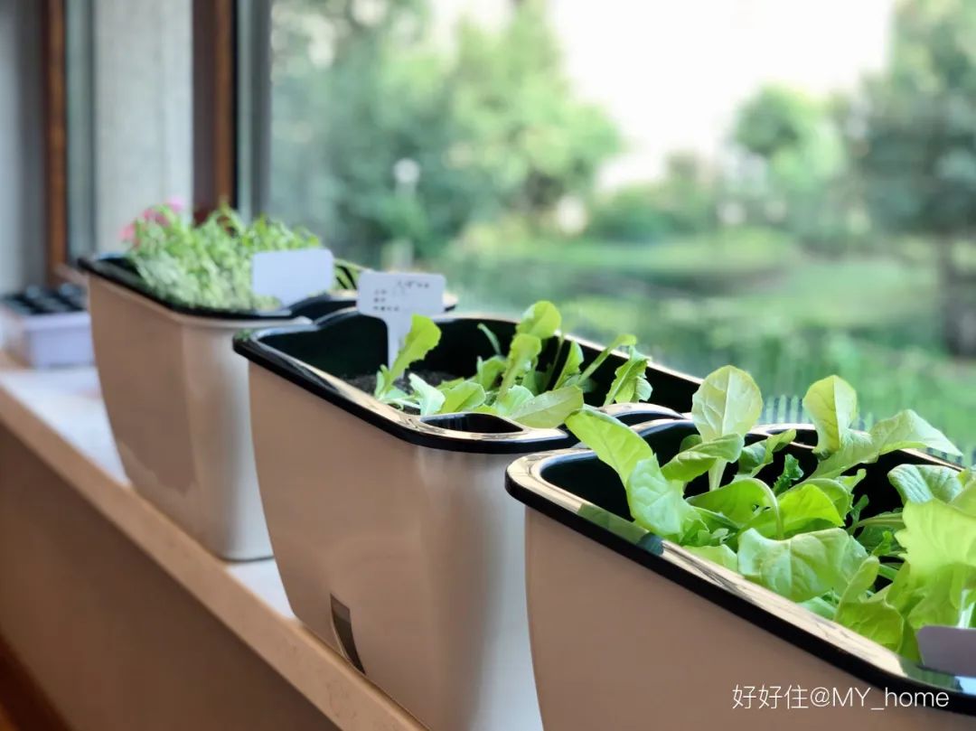 2米阳台,竟能种出15种菜!这些年轻人都是当代陶渊明!
