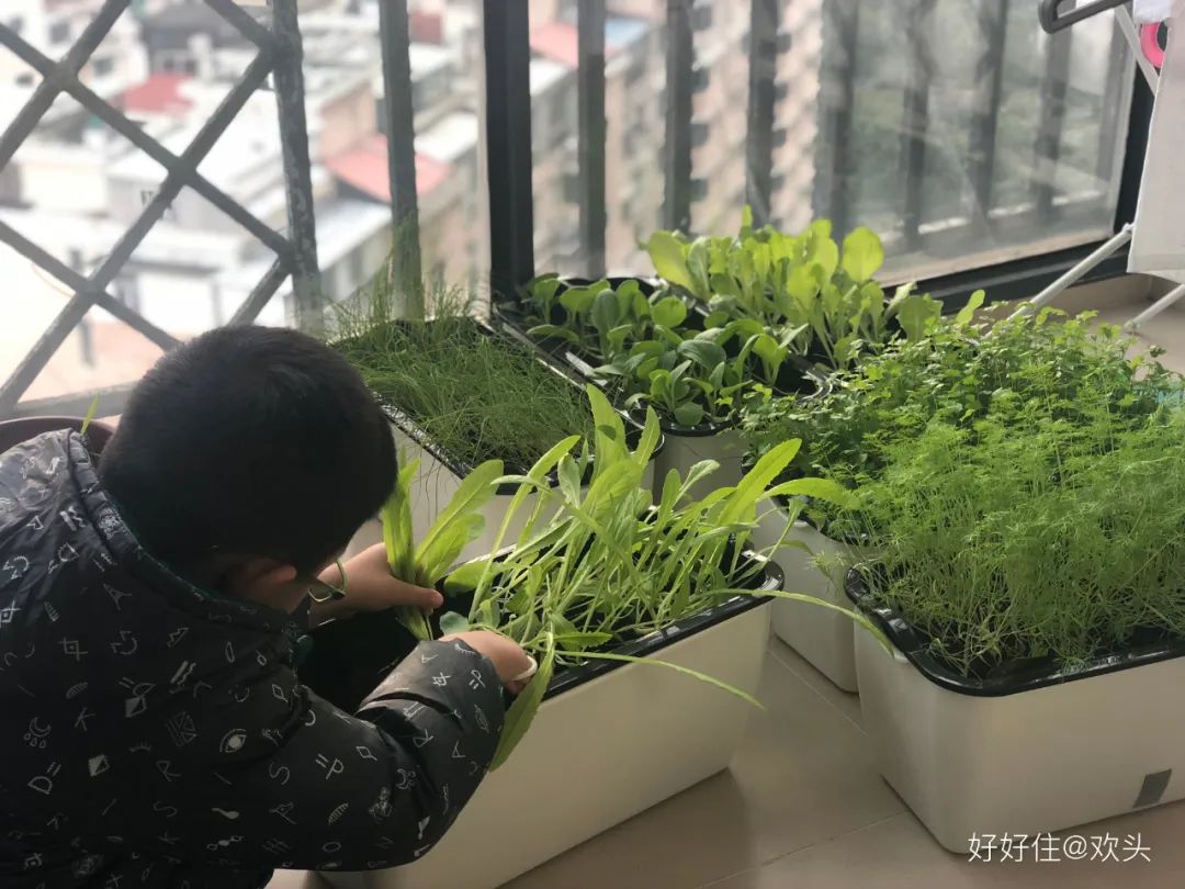 2米阳台,竟能种出15种菜!这些年轻人都是当代陶渊明!