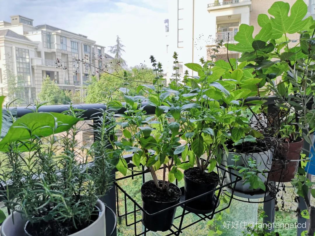 2米阳台,竟能种出15种菜!这些年轻人都是当代陶渊明!