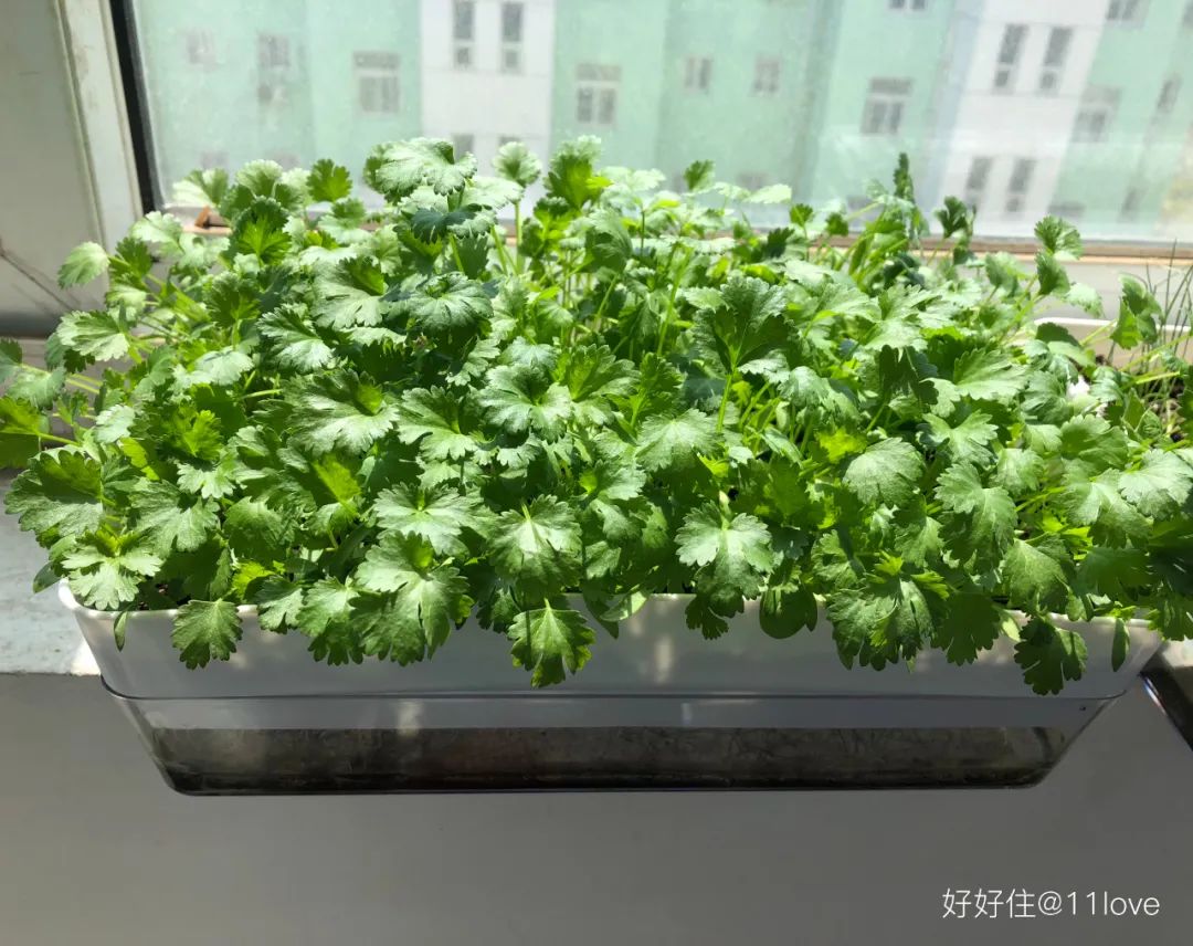 2米阳台,竟能种出15种菜!这些年轻人都是当代陶渊明!