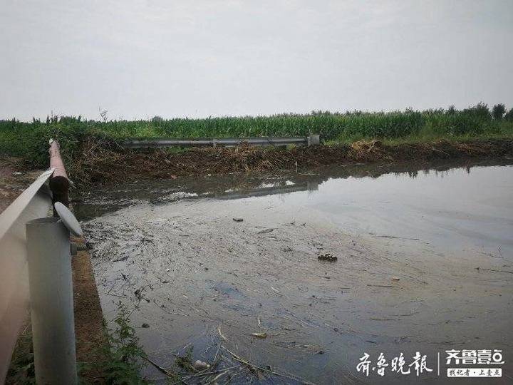 东营一灌溉水渠发黑发臭!村民质疑是附近污水处理厂直排污水