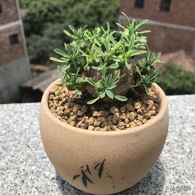 铁甲麒麟,长得像菠萝,沾土就活,做成盆景特别棒