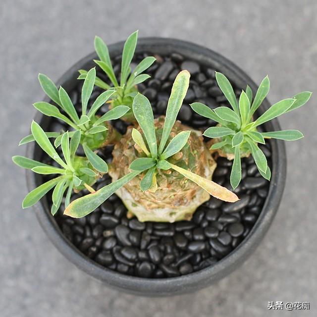 铁甲麒麟,长得像菠萝,沾土就活,做成盆景特别棒