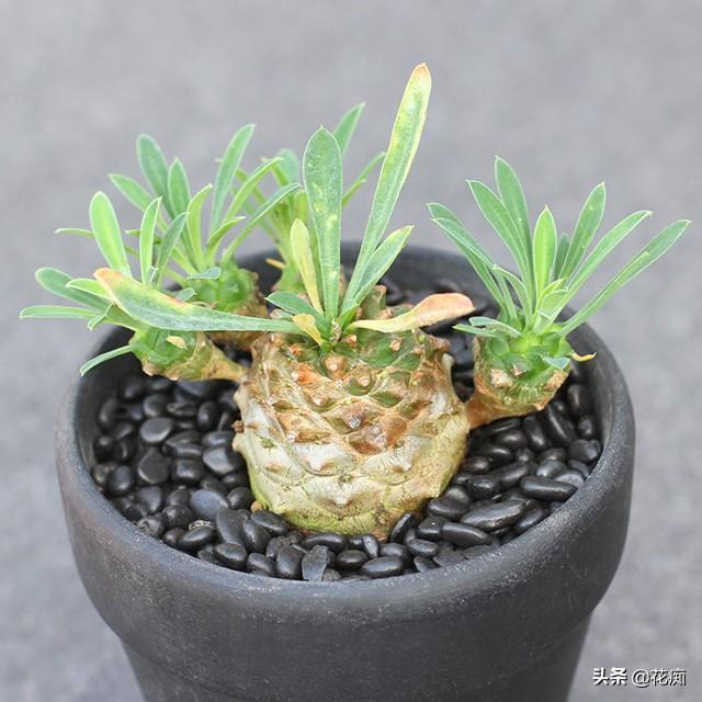铁甲麒麟,长得像菠萝,沾土就活,做成盆景特别棒