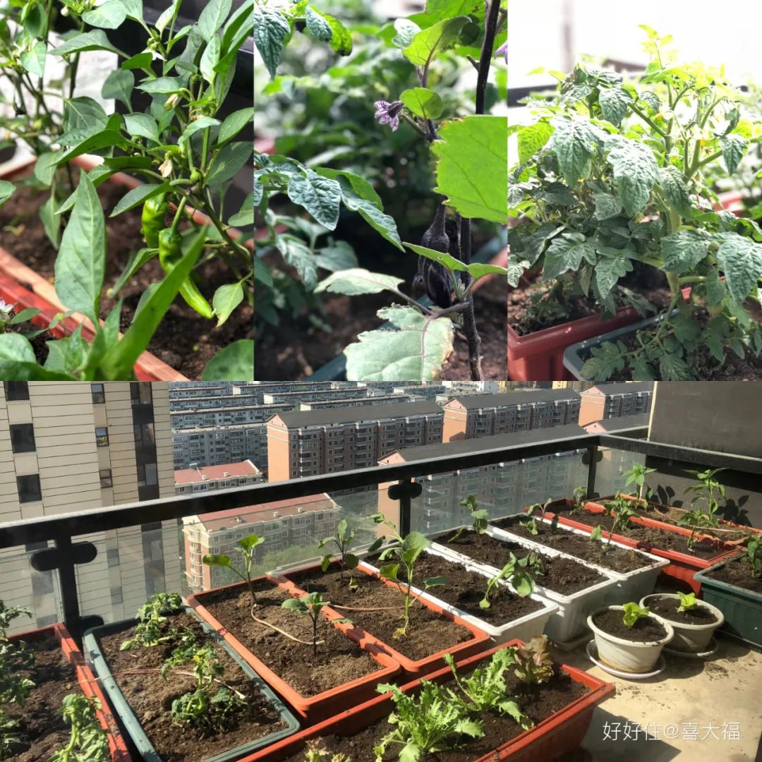 2米阳台,竟能种出15种菜!这些年轻人都是当代陶渊明!